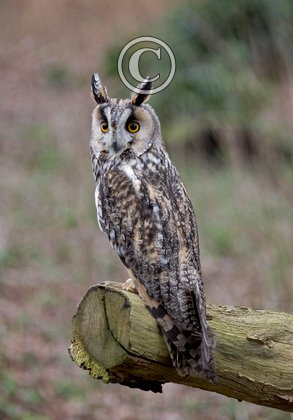 Long-eared Owl 2